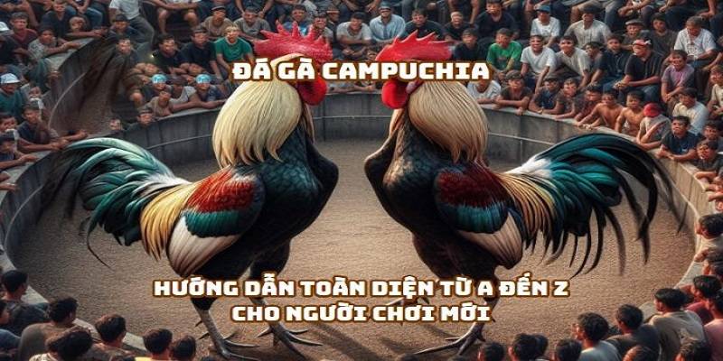 Đá gà Campuchia cung cấp nhiều trận live chất lượng để người chơi đặt cược