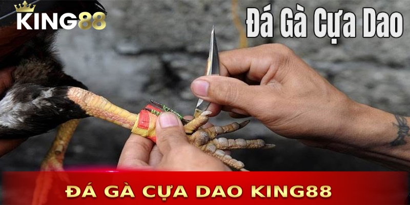 Đá gà cựa dao là loại hình được yêu thích tại King88