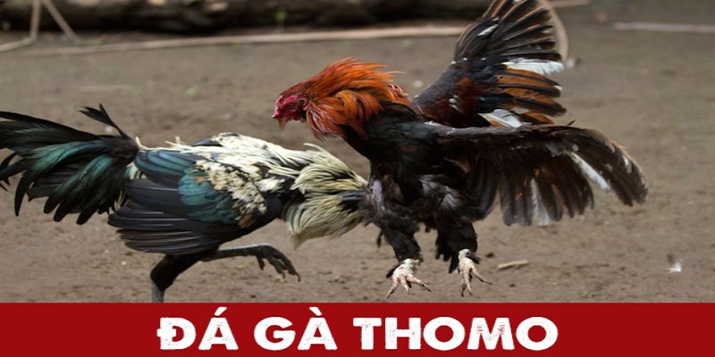 Thomo là trường gà lớn nhất Campuchia. Có nhiều người yêu thích đá gà thomo online. Để chiến thắng, các bạn nhất định phải tích lũy nhiều kinh nghiệm.